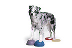 Miniature Australian Shepherd