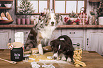 Miniature Australian Shepherd