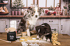 Miniature Australian Shepherd