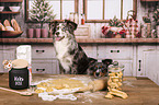 Miniature Australian Shepherd