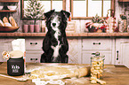Miniature Australian Shepherd