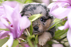 Miniature Australian Shepherd