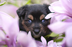 Miniature Australian Shepherd