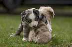 Miniature Australian Shepherd