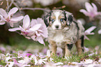 Miniature Australian Shepherd