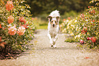 Miniature Australian Shepherd