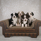 Miniature Australian Shepherd Welpe