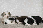 Miniature Australian Shepherd Welpe