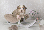 Miniature Australian Shepherd Welpe