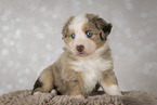Miniature Australian Shepherd Welpe