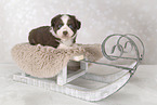 Miniature Australian Shepherd Welpe