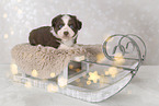 Miniature Australian Shepherd Welpe
