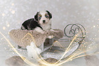 Miniature Australian Shepherd Welpe