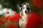 Miniature Australian Shepherd