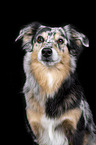 Miniature Australian Shepherd
