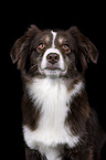 Miniature Australian Shepherd