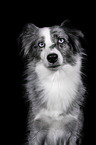 Miniature Australian Shepherd
