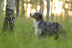 Miniature Australian Shepherd