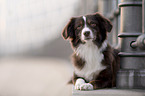 Miniature Australian Shepherd
