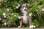 Miniature Australian Shepherd