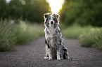 Miniature Australian Shepherd