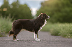 Miniature Australian Shepherd