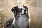 Miniature Australian Shepherd