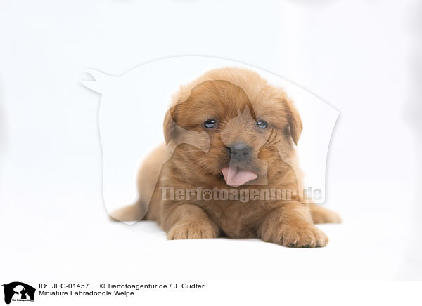 Miniature Labradoodle Welpe / Miniature Labradoodle Puppy / JEG-01457