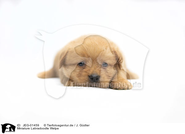 Miniature Labradoodle Welpe / Miniature Labradoodle Puppy / JEG-01459