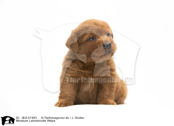 Miniature Labradoodle Welpe / Miniature Labradoodle Puppy / JEG-01463