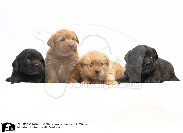 Miniature Labradoodle Welpen / Miniature Labradoodle Puppies / JEG-01464