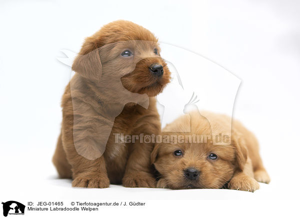 Miniature Labradoodle Welpen / Miniature Labradoodle Puppies / JEG-01465