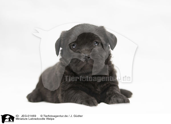 Miniature Labradoodle Welpe / Miniature Labradoodle Puppy / JEG-01469