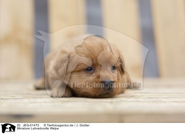 Miniature Labradoodle Welpe / Miniature Labradoodle Puppy / JEG-01470