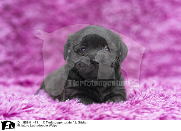 Miniature Labradoodle Welpe / Miniature Labradoodle Puppy / JEG-01471