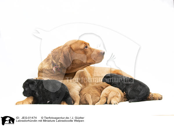 Labradorhndin mit Miniature Labradoodle Welpen / Labrador with Miniature Labradoodle Puppies / JEG-01474
