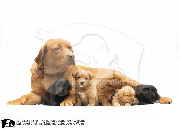 Labradorhndin mit Miniature Labradoodle Welpen / Labrador with Miniature Labradoodle Puppies / JEG-01475