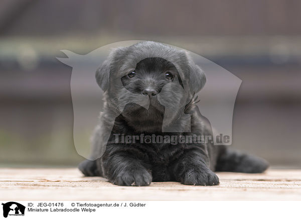 Miniature Labradoodle Welpe / JEG-01476