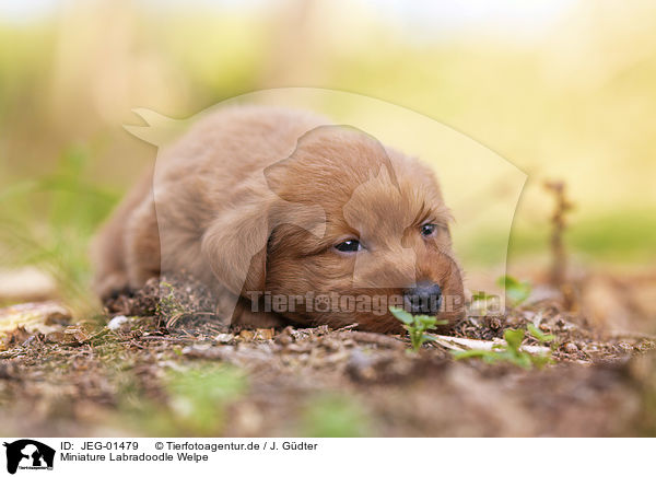 Miniature Labradoodle Welpe / Miniature Labradoodle Puppy / JEG-01479