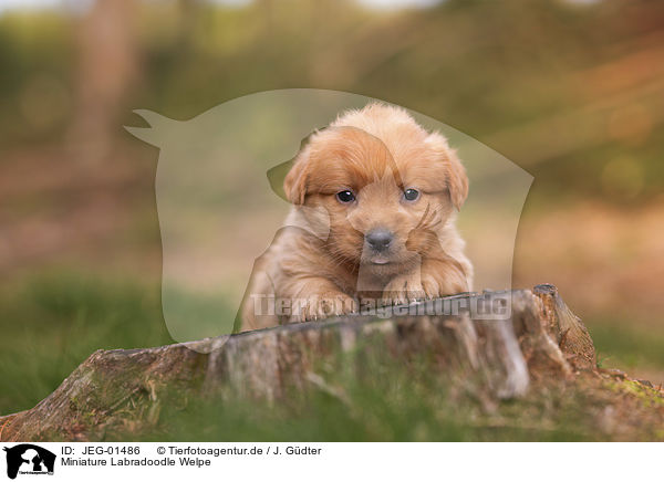 Miniature Labradoodle Welpe / JEG-01486