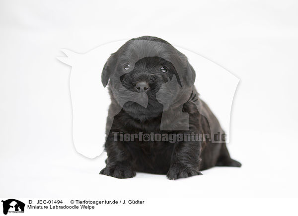 Miniature Labradoodle Welpe / JEG-01494