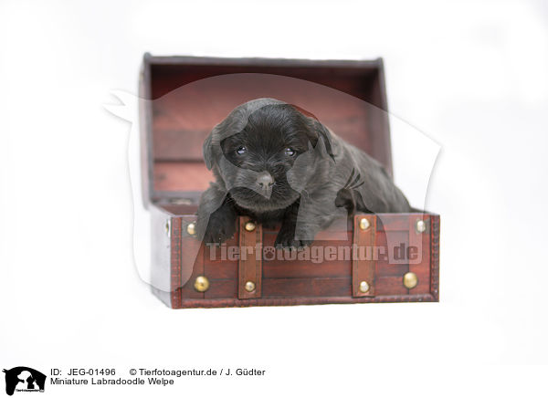 Miniature Labradoodle Welpe / Miniature Labradoodle Puppy / JEG-01496