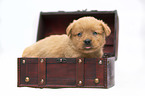 Miniature Labradoodle Welpe