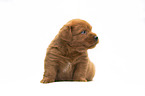 Miniature Labradoodle Welpe