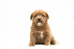 Miniature Labradoodle Welpe