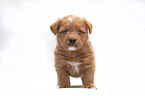 Miniature Labradoodle Welpe