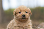 Miniature Labradoodle Welpe