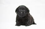 Miniature Labradoodle Welpe