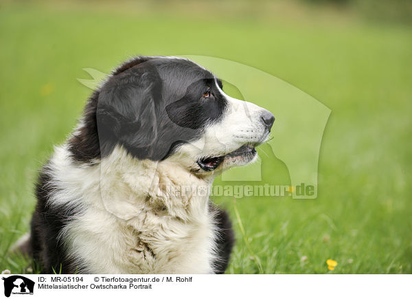 Mittelasiatischer Owtscharka Portrait / Central Asian Shepherd Portrait / MR-05194