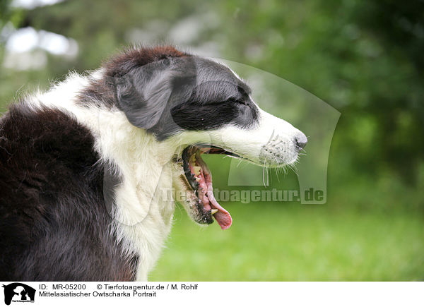 Mittelasiatischer Owtscharka Portrait / Central Asian Shepherd Portrait / MR-05200